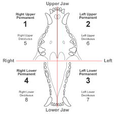 Modified Triadan System Tooth Numbering In The Dog