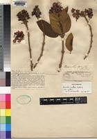 Image result for Dissotis melleri