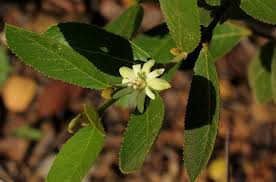 Image result for Paropsia