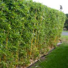 Golden Bamboo Plant Golden Bamboo Plant Bamboo Plants Golden Bamboo