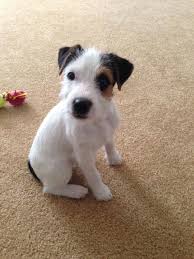 We Ve Decided It S Time To Warn You Against Adopting A Jack Russell These Pups Are Far From Cute We Pr Jack Russell Jack Russell Terrier Jack Russell Puppies