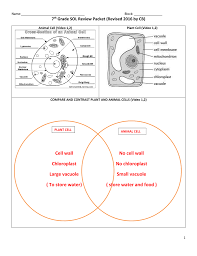 I think this explains why bacterial cells are small — they don't have much cytoskeltal 'reinforcement' (although they do have cell walls), and why big cells can get very big. Cell Wall No Cell Wall Chloroplast No Chloroplast