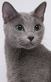 Best Russian Blue Cat Personality Images Ideas Most Affectionate Cat Breed How Much A Fluffy Russian Blue Kitty Kitten Price Beautiful Cats Blue Cats
