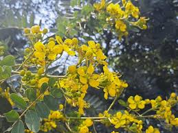 Image result for Cassia abbreviata