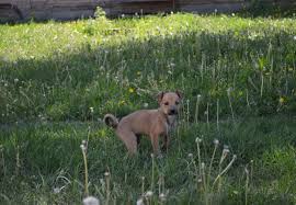 Mon Chien A La Diarrhee Que Faire Guide Et Conseils Nos Recits Vier Pfoten Schweiz