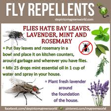 We did not find results for: Fly Repellents Natural Fly Repellant Fly Repellant Diy Pest Control