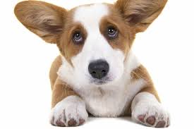 Twix stunning pembroke corgi puppies kc registered. Dog Trainer Nj Sit And Stay Dog Training