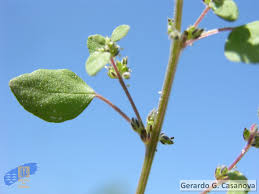 Image result for Parietaria debilis