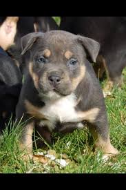 Lilac tri colored american bully puppies for sale | from rock kalibur bullies: Tri American Bully Puppies For Sale And American Bullies For Stud Pitbull Puppies For Sale American Bully Puppies
