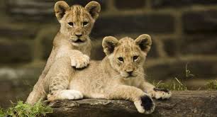 Según aunciaron este lunes las autoridades, los leones africanos están en peligro de extinción y serán protegidos como especie amenazada por la ley estadounidense, aviso que sucedió meses después de una matanza de felinos que causó indignación mundial. Leon Africano Es Considerado Especie En Peligro De Extincion Tecnologia El Comercio Peru