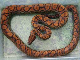 Brazilian Rainbow Boa 101: Care, Habitat & Diet For Beginners