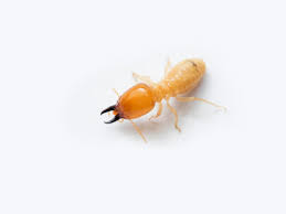 Providing quality service at a reasonable price is our commitment to customers. Reynolds Pest Management Inc Reynoldspest Twitter