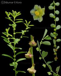 Image result for Phyllanthus maderaspatensis