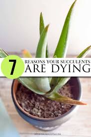 Is your cactus plant changing color? 7 Reasons Your Succulents Are Dying A Few Shortcuts