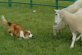 These corgi puppies were historically used as herding dogs mostly for cattle. Corgi Expert Sarah Christie Stated In Corgi Diversions Corgis Excel In Obedience Agility Flyball Tracking And More As Well As Their Traditional Herding Corgi Animals Animals Of The World