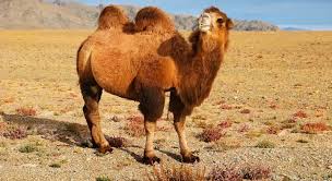 They can carry about 375 to 600 lbs. Explore The Mystery Of The Camel S Hump Animals Kingdom