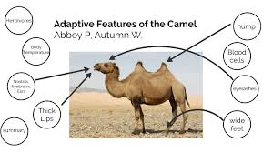 Adaptive Features Of The Camel By Abbey Piech