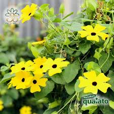 We did not find results for: 15 Meravigliose Piante Estive Resistenti Al Sole Floricoltura Quaiato