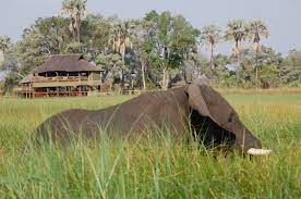 Moremi game reserve is a protected area in botswana. Budget Travel In Moremi Game Reserve Budget Travel Guide