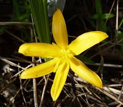 Image result for Curculigo pilosa