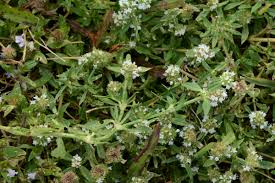 Image result for Spermacoce ruelliae