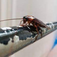 Emporia es una ciudad ubicada en el de condado de lyon en el estado estadounidense de kansas. Flint Hills Termite And Pest Control Inc Emporia Ks