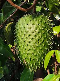 Image result for Annona muricata