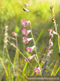 Image result for Silene kiwuensis