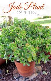 Jade Plant Care Tips How To Grow Take Care Of A Jade Succulent Jade Plants Jade Plant Care Plants
