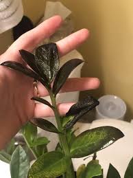 Gifted A Zz Plant Within A Few Days Leaves Turned Black Why What Do I Do Gardening Garden Diy Home Flowers Roses Zz Plant Plant Leaves Turning Plants