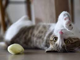 Deine Katze Hechelt Harmlos Oder Gefahrlich Katzenkram
