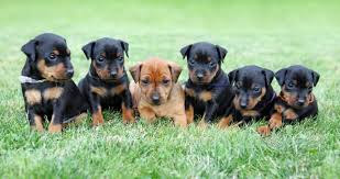 Image result for miniature pinscher