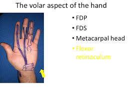 It is one of the deep muscles of the anterior compartment (deep volar compartment) of the forearm. Hand Surface Anatomy