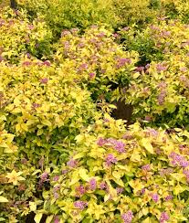 Image result for spirea japonica gold princess