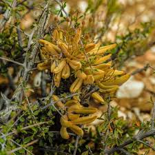 Image result for Hypertelis salsoloides