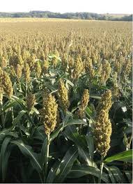 Image result for Sorghum