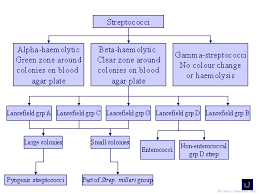 streptococci