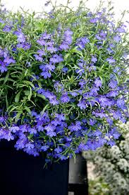 Image result for Lobelia minutula