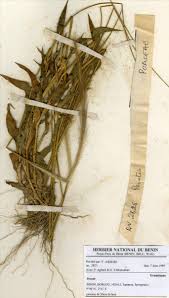 Image result for Perotis patens