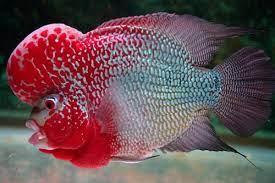 Flower Horn Fish 500x500 Jpg 500 333 Fish Cichlids Tropical Freshwater Fish