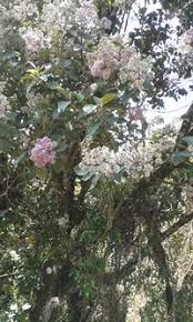 Image result for Monosis