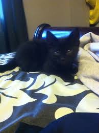 If kitty is old enough, you will see his balls. 2 Free 9 Week Old Black Kittens Banning Ca Patch