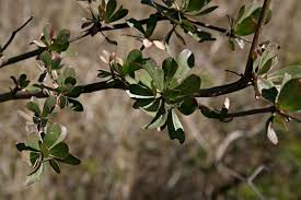 Image result for Terminalia randii