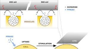 Maybe you would like to learn more about one of these? Electroactive Fluorescent False Neurotransmitter Ffn102 Partially Replaces Dopamine In Pc12 Cell Vesicles Sciencedirect