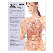 These muscles help the body bend at the waist. Amazon Com Internal Organs Of The Human Body Anatomical Chart Anatomical Chart Company Industrial Scientific