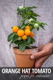 Orange Hat Tomato Orange Hats Container Plants Bush Plant