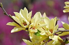 Purchase trees for zone 9 to add comfort to your landscaping from tn nursery. Favorite Yellow Flowering Magnolias For Your Garden