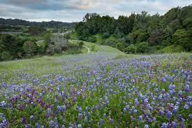 Wild About Wildflowers in Santa Cruz County - Visit Santa Cruz County