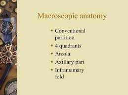 Drainage into the parasternal lymph nodes or sometimes to the opposite breast. Breast Anatomy Please Review Ppt Download