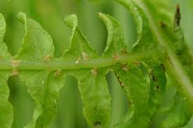 Image result for Thelypteris confluens